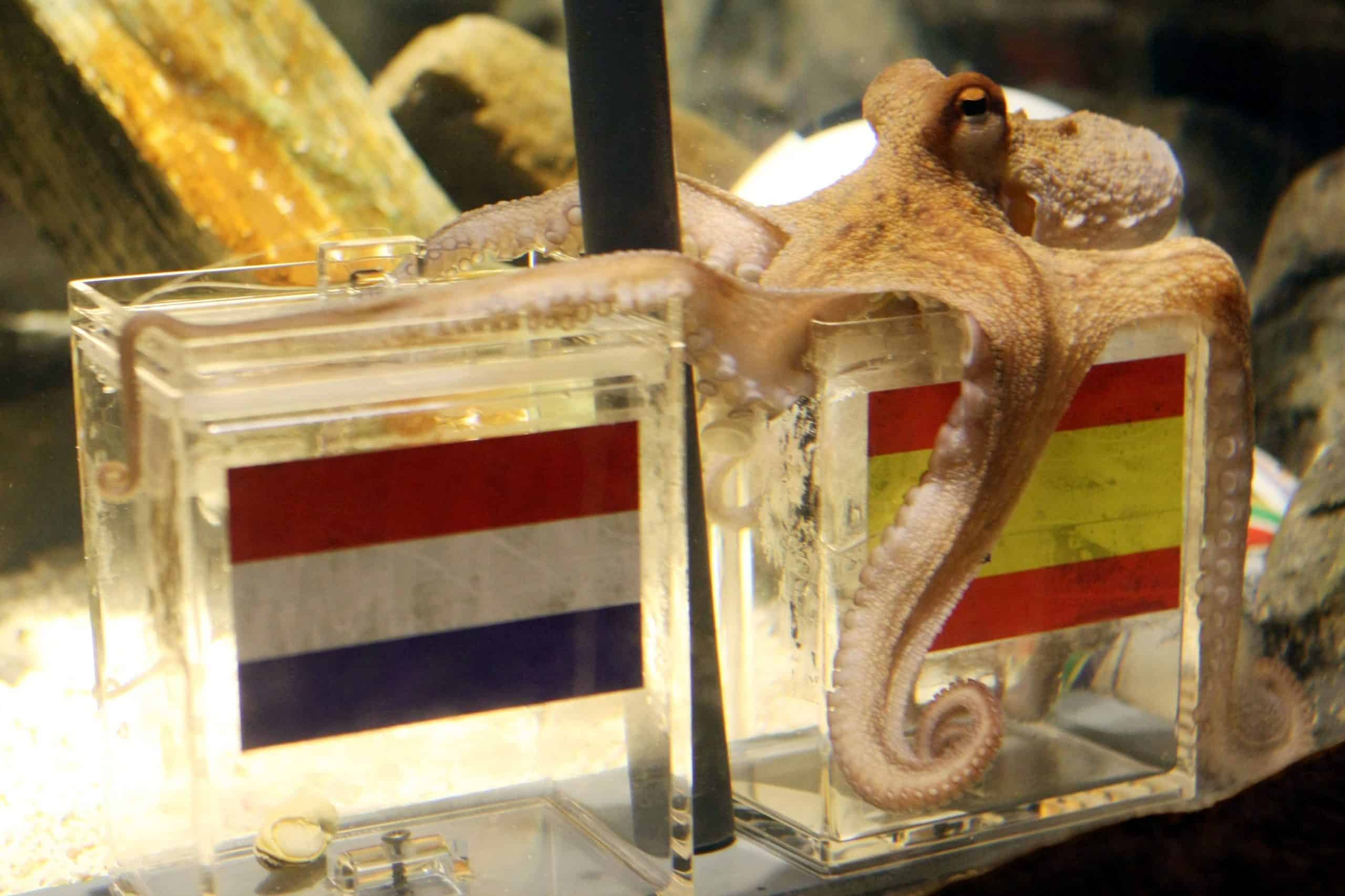 Coupe du monde : ces animaux qui ont prédit les résultats des précédents mondiaux