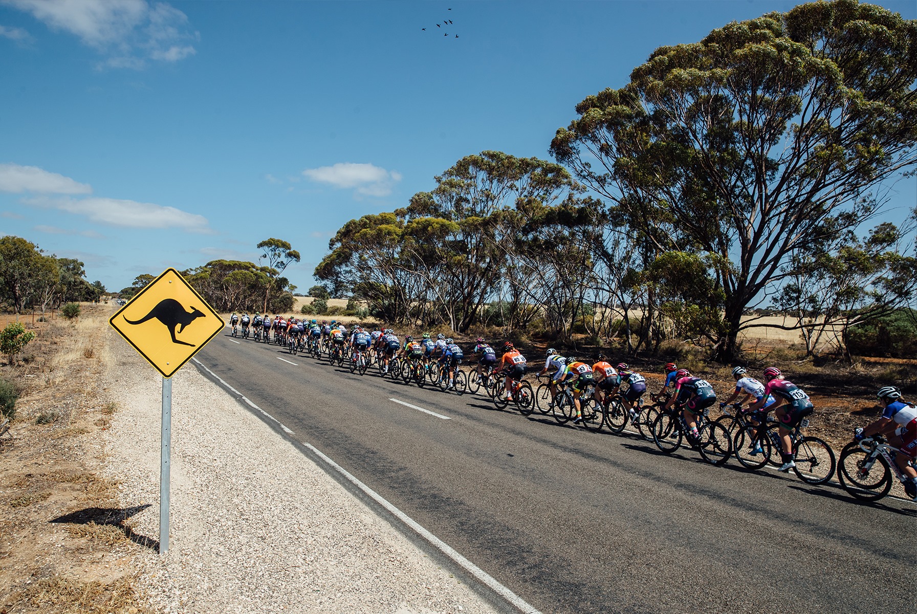 Cyclisme : Le guide complet des courses en Australie